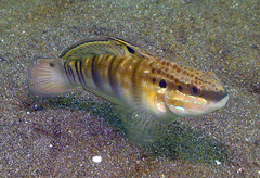 Amblygobius phalaena