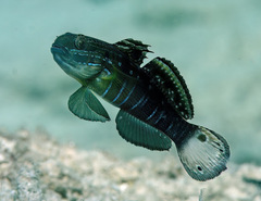 Amblygobius phalaena