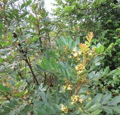 Hippobromus pauciflorus