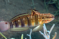 Amblygobius phalaena