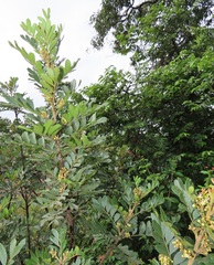 Hippobromus pauciflorus