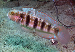 Amblygobius sphynx