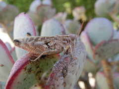 Calliptamus barbarus