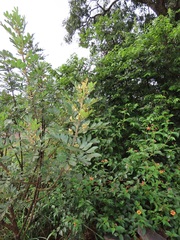 Hippobromus pauciflorus