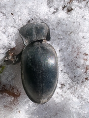 Carabus glabratus