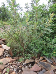 Hippobromus pauciflorus