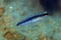 Asterropteryx striata