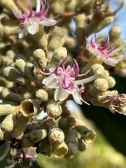 Miconia serrulata