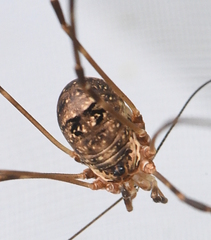 Amilenus aurantiacus
