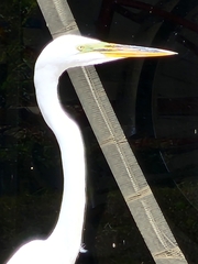 Ardea alba