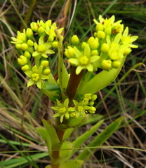 Crassula vaginata