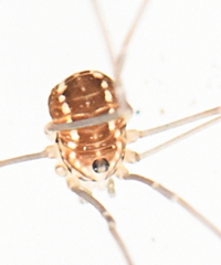 Leiobunum
