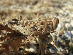 Calliptamus barbarus