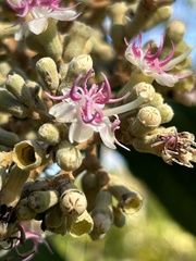 Miconia serrulata