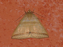 Perasia helvina