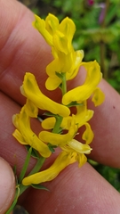 Corydalis micrantha