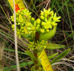 Crassula vaginata