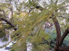 Jacaranda mimosifolia