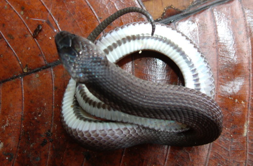 Costa Rican Coffee Snake