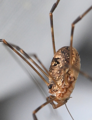 Amilenus aurantiacus