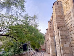 Jacaranda mimosifolia