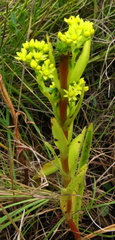 Crassula vaginata