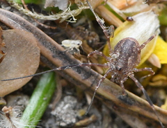 Lacinius ephippiatus