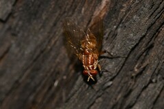 Dichaetomyia norrisi