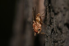 Dichaetomyia norrisi