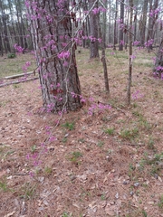 Cercis canadensis