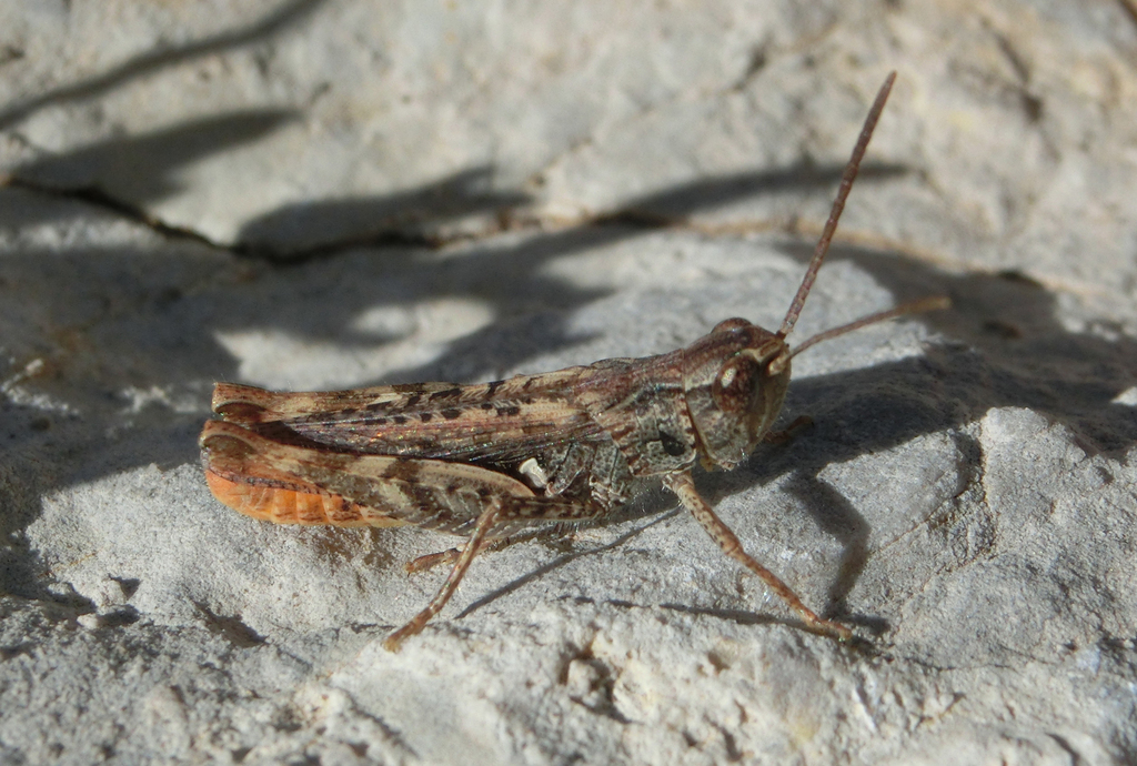 Chorthippus messinai