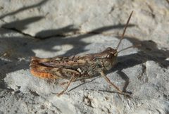 Chorthippus messinai