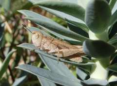 Chorthippus messinai