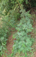 Acacia mearnsii