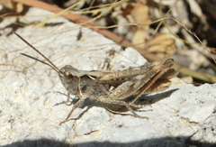 Chorthippus messinai