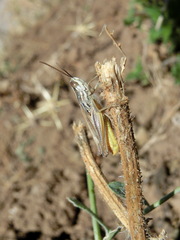 Euchorthippus albolineatus siculus