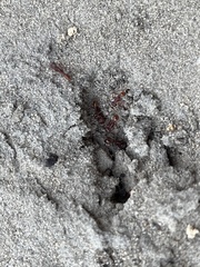 Pogonomyrmex badius