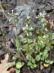 Cardamine bulbosa