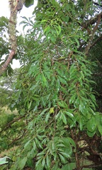 Heteropyxis natalensis