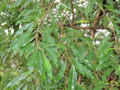 Heteropyxis natalensis