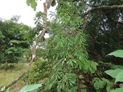 Heteropyxis natalensis