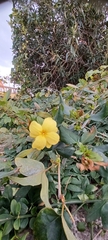 Jasminum mesnyi