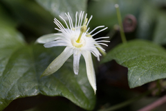 Passiflora capsularis