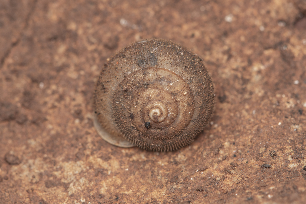 Satsuma uncopila
