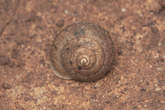 Satsuma uncopila