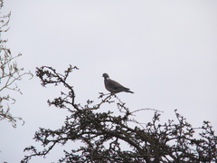 Columba palumbus
