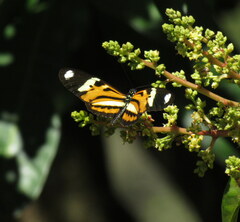 Heliconius ethilla