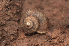 Cyclophorus martensianus