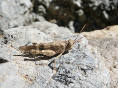 Oedipoda fuscocincta