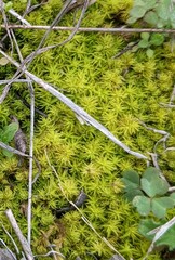 Syntrichia ruralis